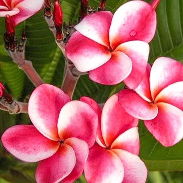 Plumeria ELSIE
