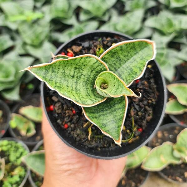 Sansevieria ELY SOMALIA