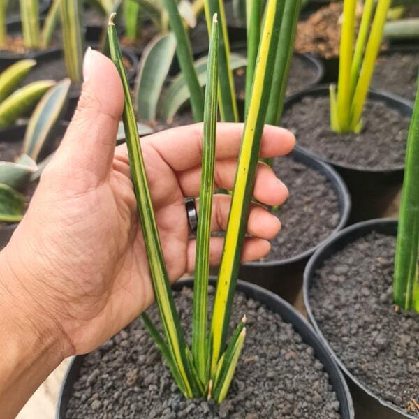 Sansevieria ERYTHREAE