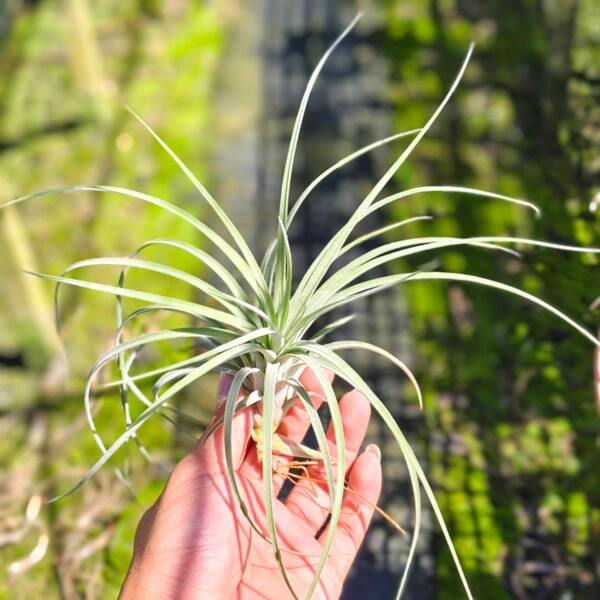Tillandsia Oddball (exserta x Velutina) R
