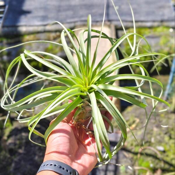Tillandsia Jes (exserta x brachycaulos)