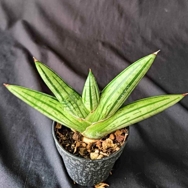 Sansevieria FATMAN