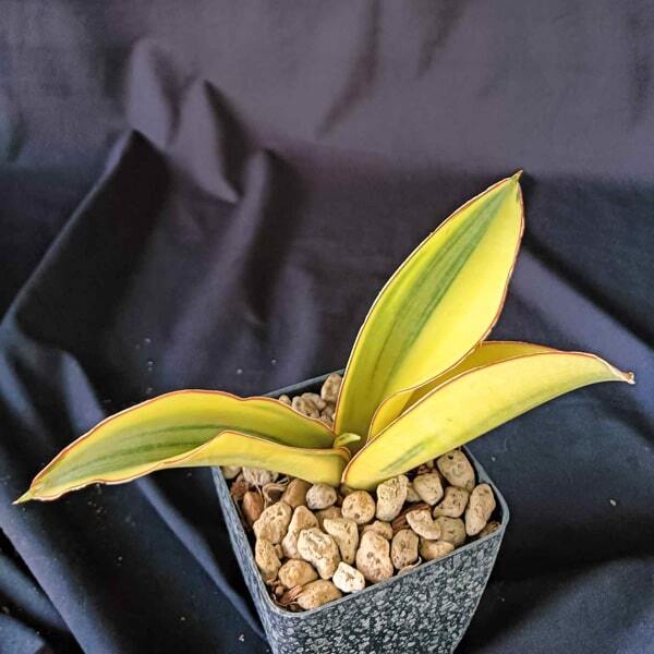 Sansevieria FORKSKAOLIANA VAR