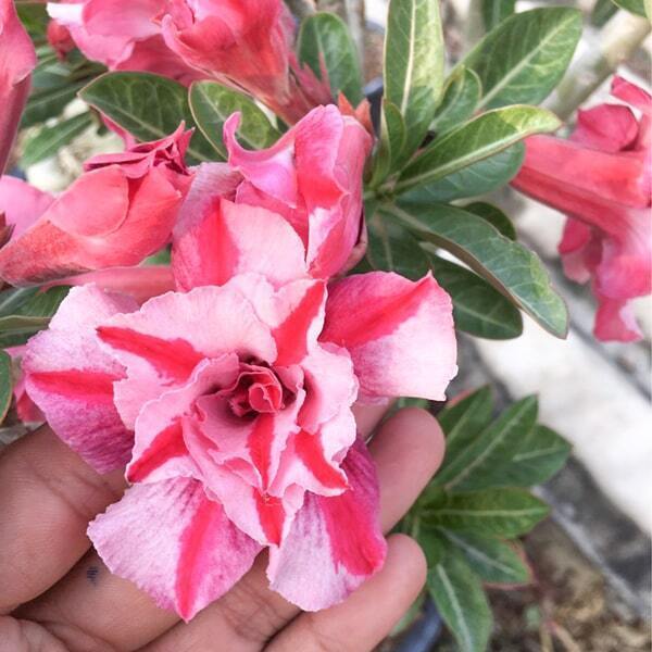 Adenium obesum FARO