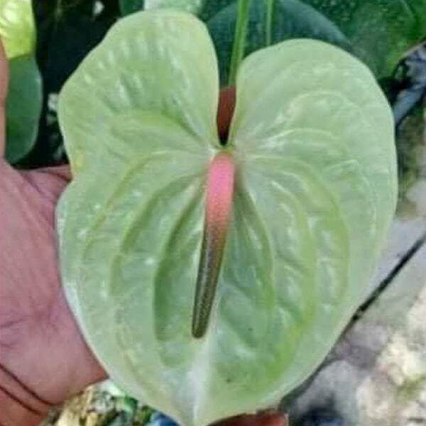 Anthurium andraeanum PISTACHIO - s.MINI