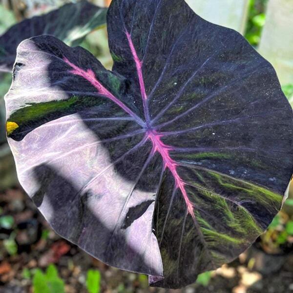 Colocasia FIRST LOVE