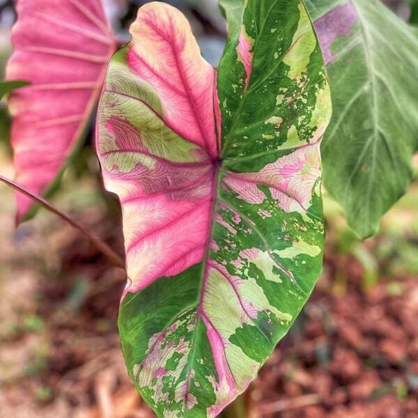 Colocasia FIRST PINK