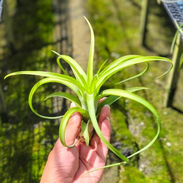Tillandsia flexuosa Bahamas R
