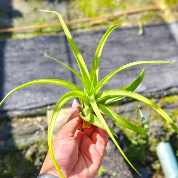 Tillandsia flexuosa Elatior Virens R