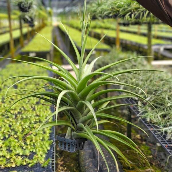 Tillandsia flexuosa v. vivipara CLUMP