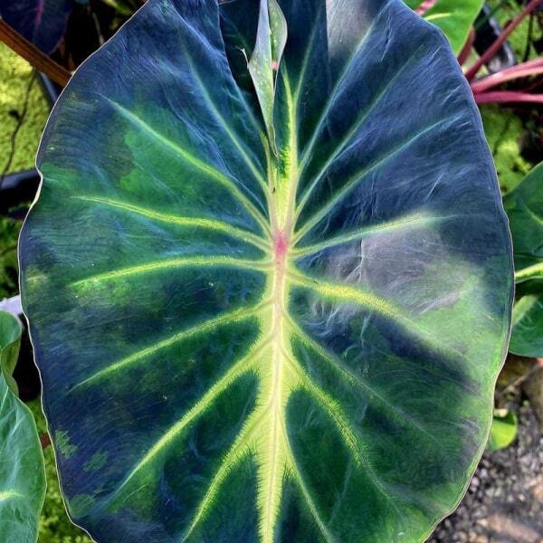 Colocasia FORTUNE STAR