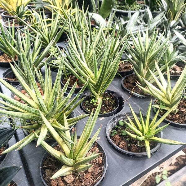 Sansevieria FRANCISII YELLOW VAR