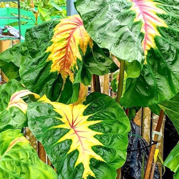 Colocasia FRIENDSHIP