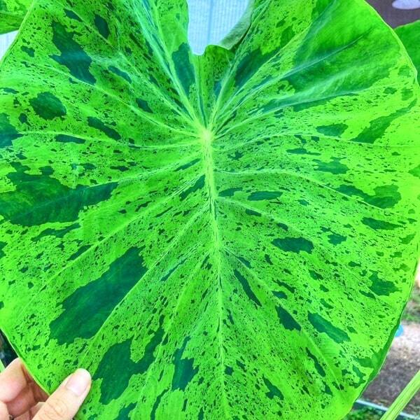 Colocasia FROG IN THE LOTUS