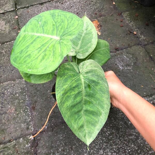 Syngonium MACROPHYLLUM FROSTED HEART