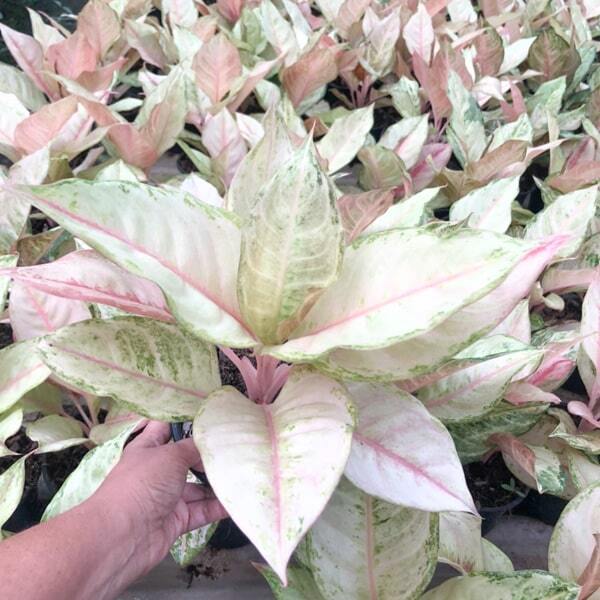 Aglaonema FROZEN