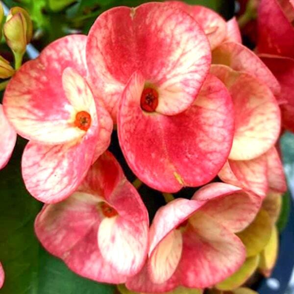 Euphorbia Milii FULL OF MONEY