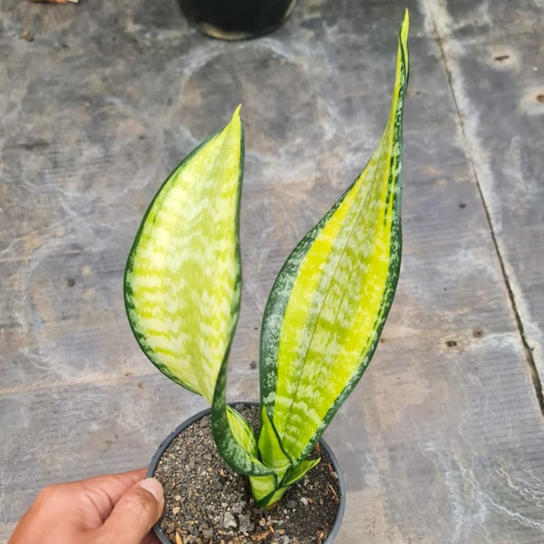 Sansevieria FUTURA MEDIO