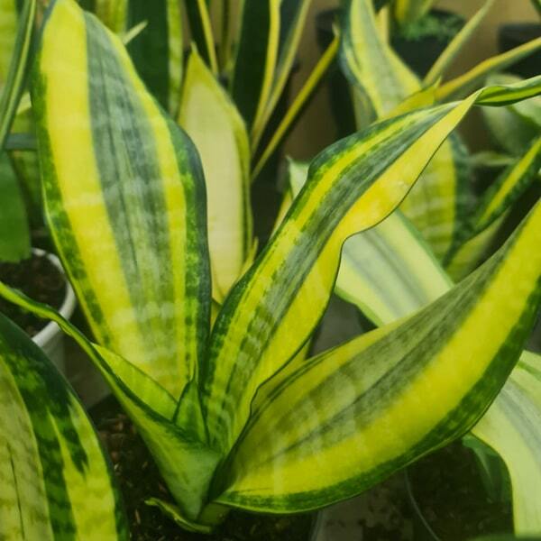 Sansevieria FUTURA GOLD