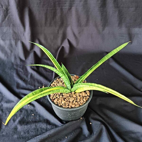 Sansevieria GOLDEN SILK VAR