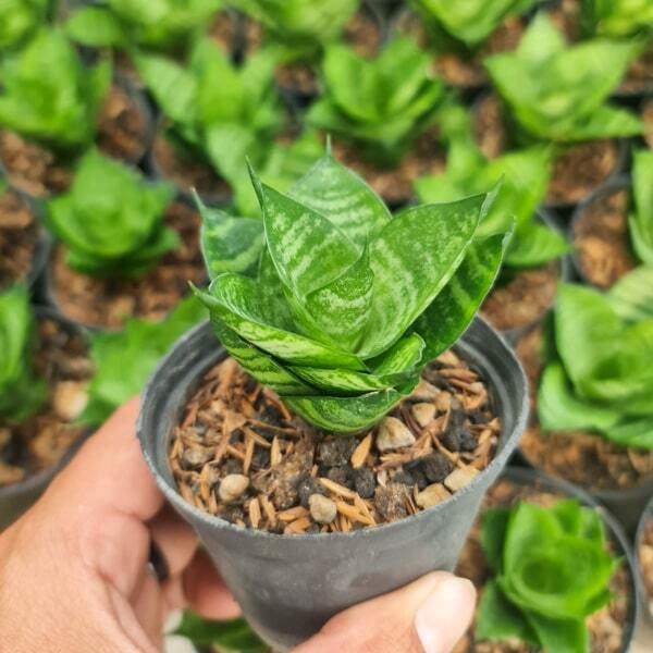 Sansevieria GABRIELLA X BALYII