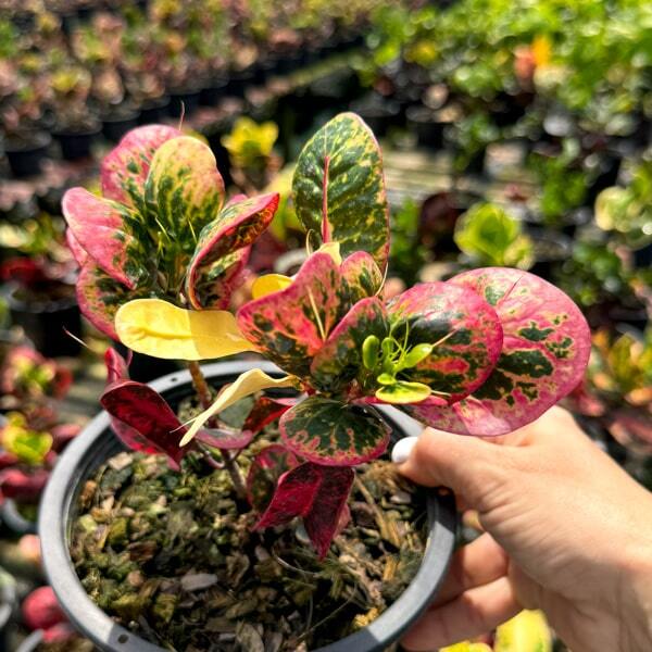 Croton GAEW PHE THAI