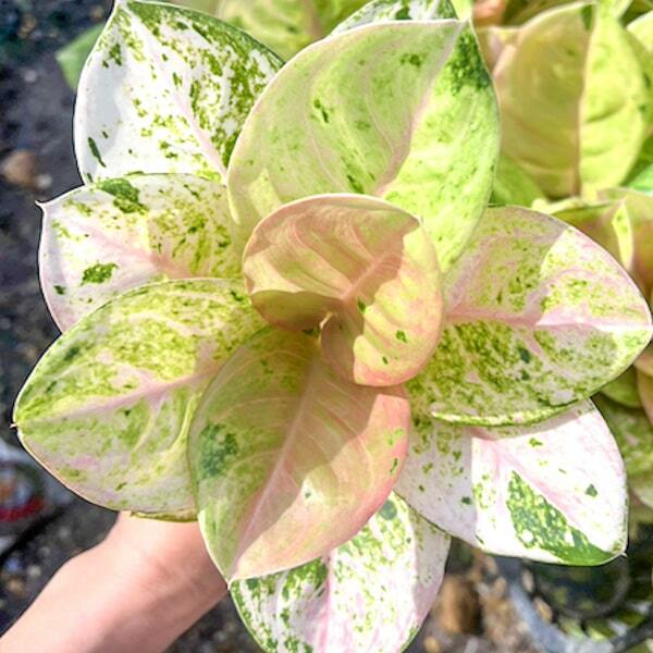 Aglaonema GAMLAI THONG