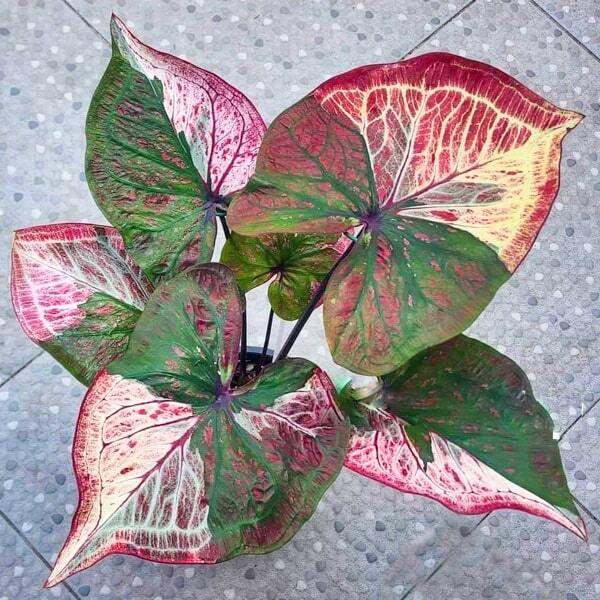 Caladium GAO SAB