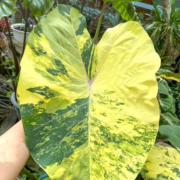 Colocasia GOLDEN SIAM