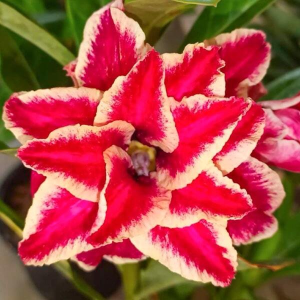 Adenium obesum GOLD STAR