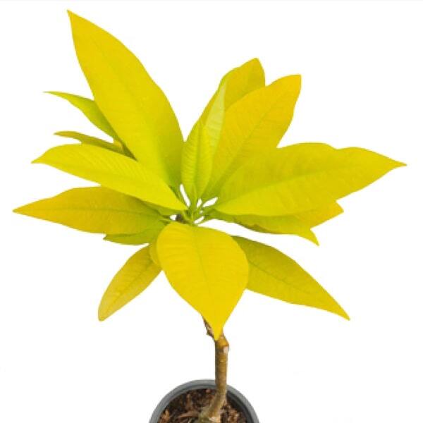 Plumeria GOLDEN PLUMERIA