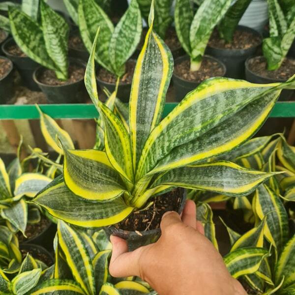 Sansevieria GOLDEN BANNER