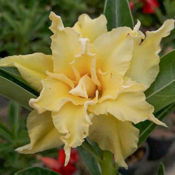Adenium obesum GOLDEN CICADA