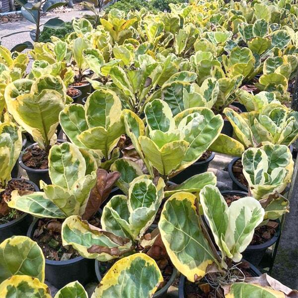 Ficus lyrata FIDDLE VAR