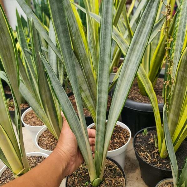Sansevieria GOLDEN STREET BIG