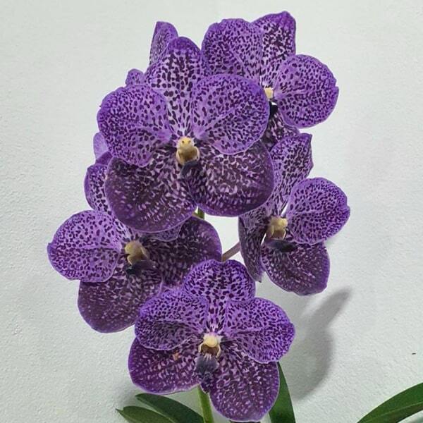 Vanda orchid V GORDON DILLON* DR ANEK BITZ #90
