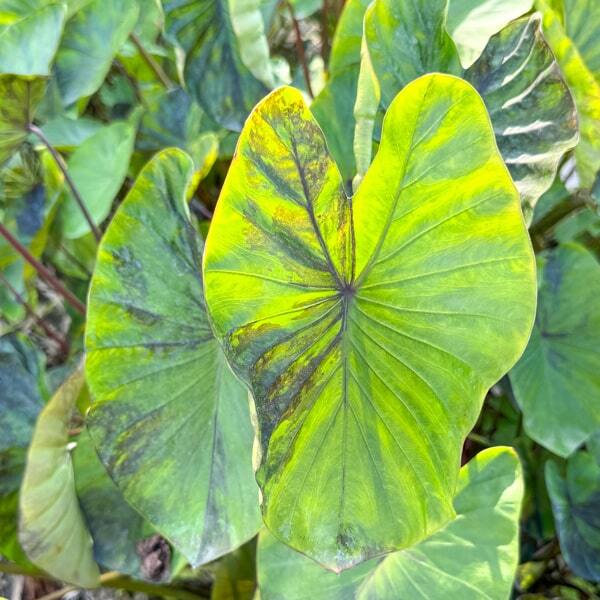 Colocasia GREEN TIGER