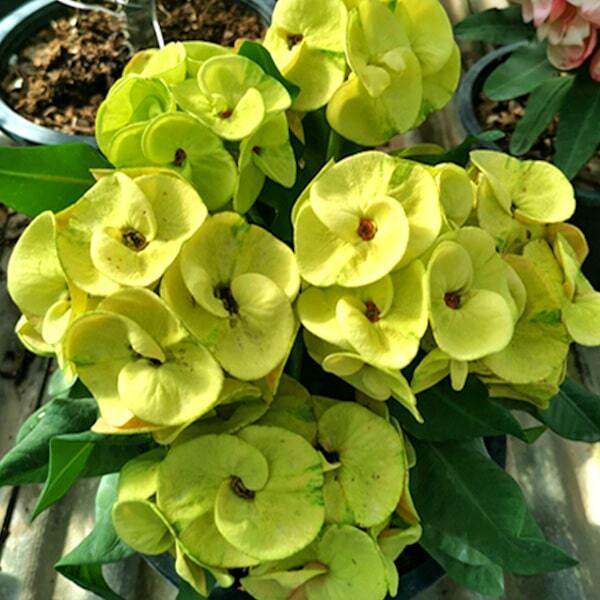 Euphorbia Milii GREENLAND