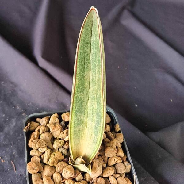 Sansevieria HALLII DARK PINK WHITE VAR