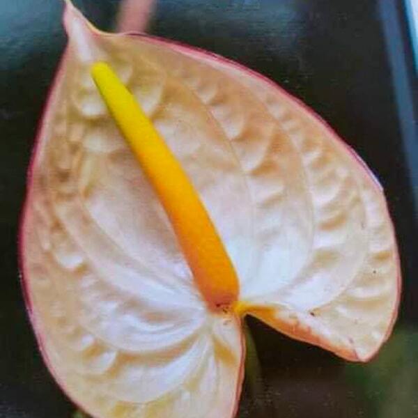 Anthurium andraeanum HC 200