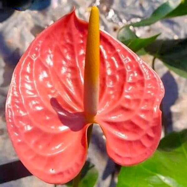 Anthurium andraeanum HC 272