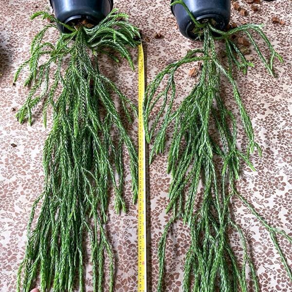 Huperzia H.CARINATA SP. 6"