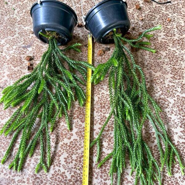 Huperzia H.CARINATA SEEDA 6"