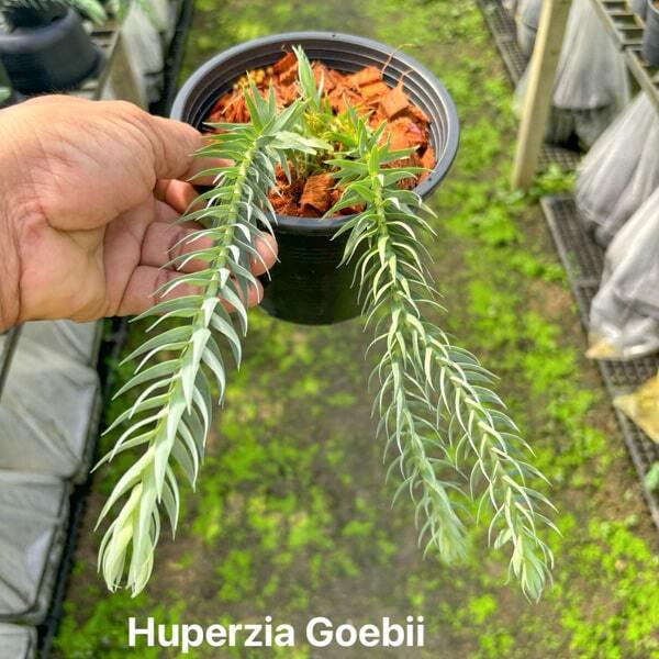 Huperzia H.GOEBELII 5"