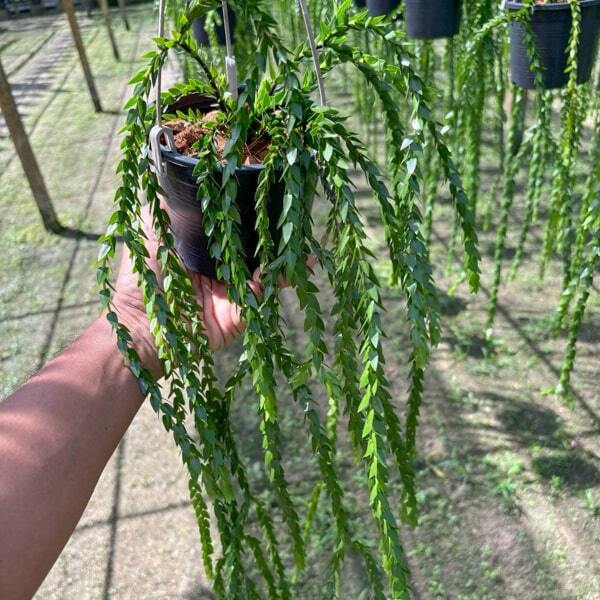 Huperzia H.HANG HONG 5"