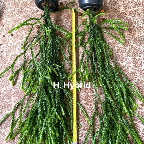 Huperzia H.HYBRID 6"