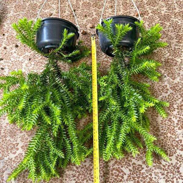 Huperzia H.PHLEGMARIA 6"