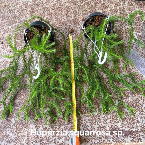 Huperzia H.SQUARROSA 6"