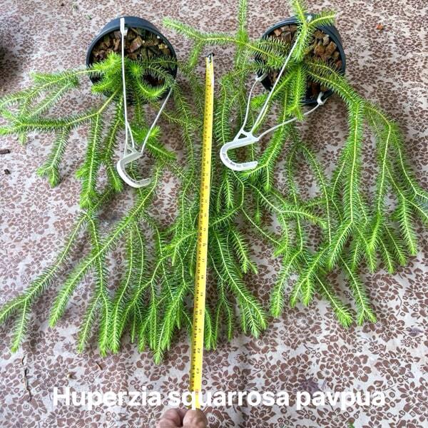 Huperzia H.SQUARROSA PAPUA 6"