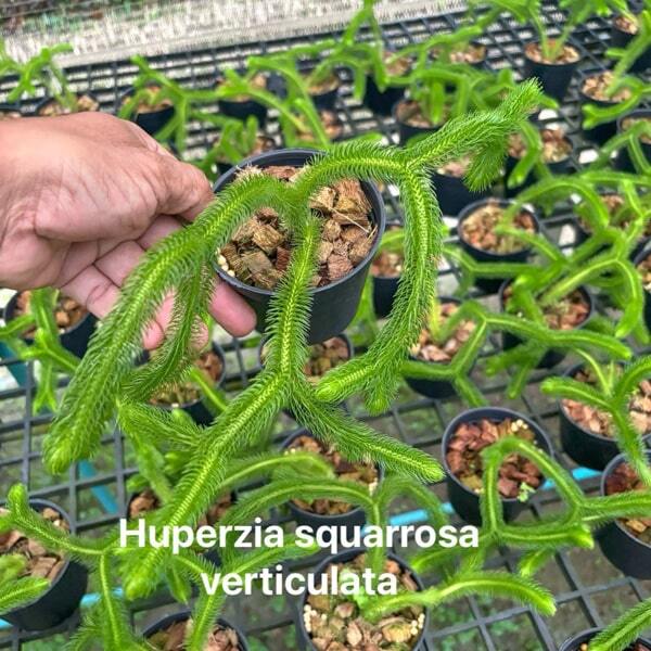 Huperzia H.SQUARROSA VERTICULATA 4"